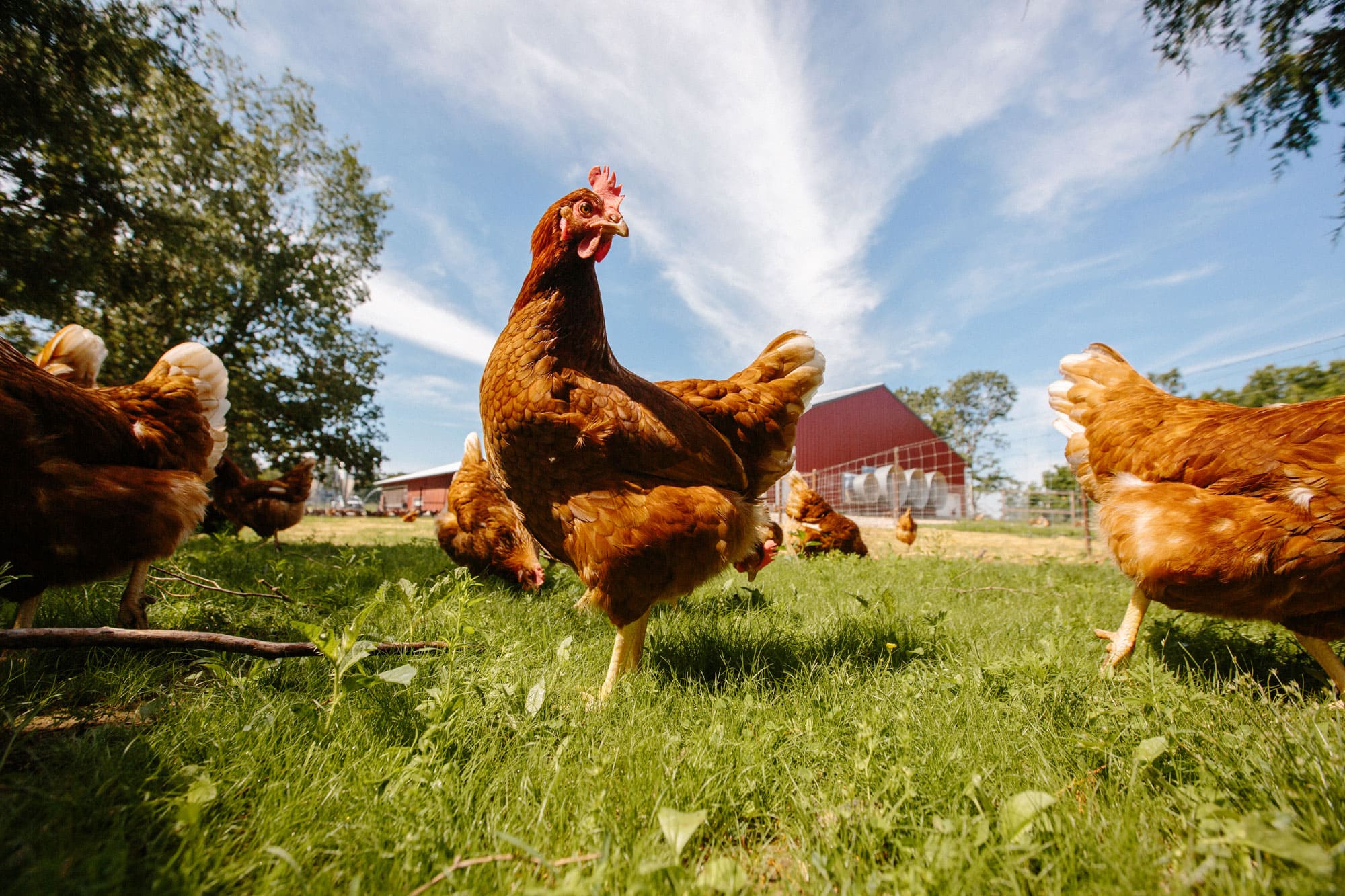 Pasture-raised hens at Vital Farms